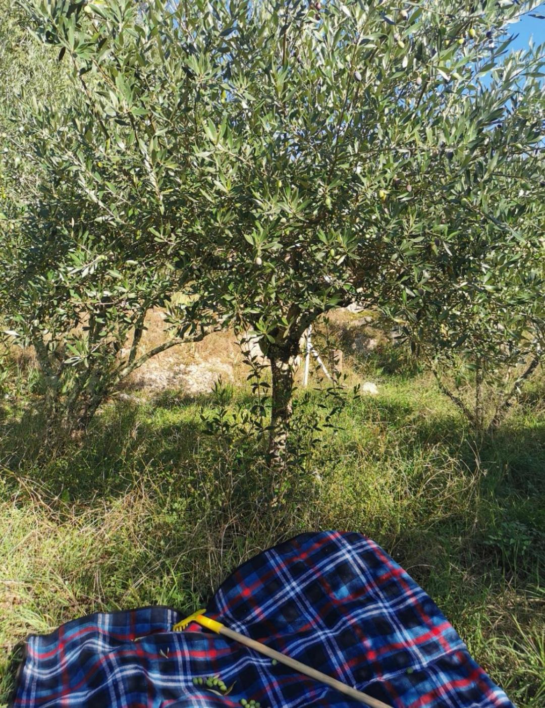 Le Mazet Des Oliviers, Vue Panoramique Βίλα Saint-Hippolyte-du-Fort Εξωτερικό φωτογραφία